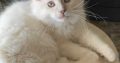 Posie – Ragdoll kislány