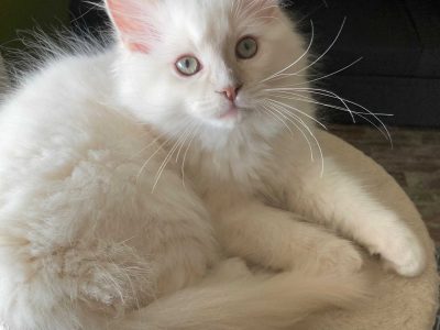 Posie – Ragdoll kislány