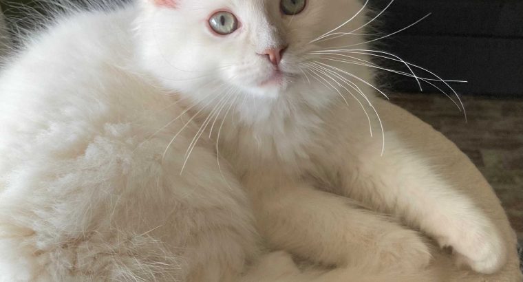 Posie – Ragdoll kislány