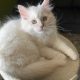 Posie – Ragdoll kislány