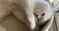 Posie – Ragdoll kislány