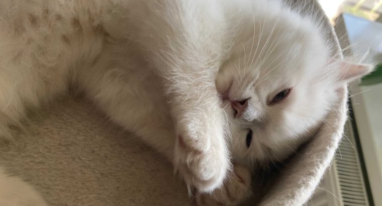 Posie – Ragdoll kislány