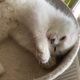 Posie – Ragdoll kislány