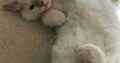 Posie – Ragdoll kislány