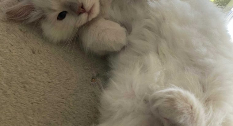 Posie – Ragdoll kislány