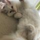Posie – Ragdoll kislány