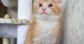 Starlet Zalán maine coon kandúrka