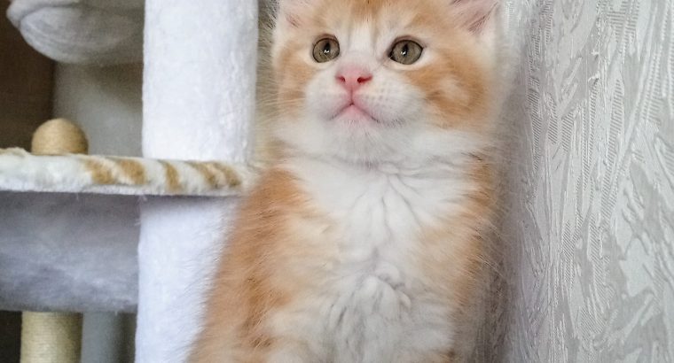 Starlet Zalán maine coon kandúrka