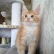 Starlet Zalán maine coon kandúrka