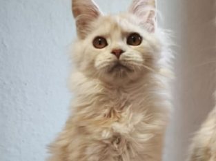 Lux Lior Tália
