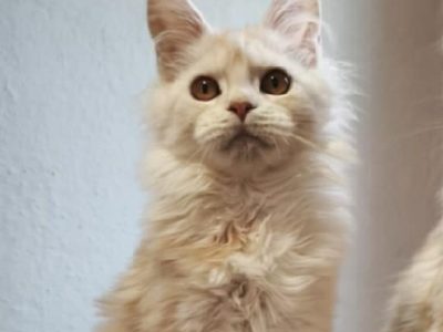 Lux Lior Tália