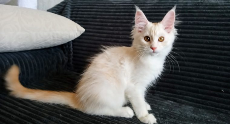 Starlet Szandra maine coon kislány