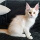 Starlet Szandra maine coon kislány