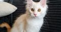 Starlet Szandra maine coon kislány