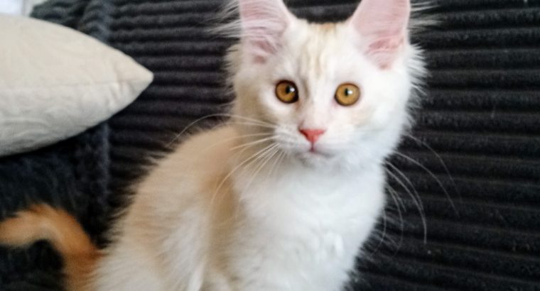 Starlet Szandra maine coon kislány