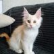 Starlet Szandra maine coon kislány