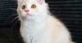Starlet Szandra maine coon kislány