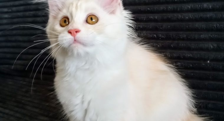 Starlet Szandra maine coon kislány