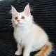 Starlet Szandra maine coon kislány