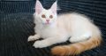 Starlet Szandra maine coon kislány