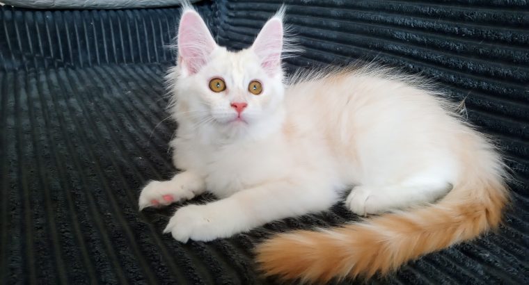 Starlet Szandra maine coon kislány