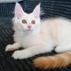 Starlet Szandra maine coon kislány