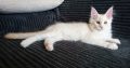 Starlet Szandra maine coon kislány