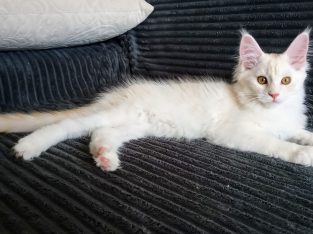 Starlet Szandra maine coon kislány