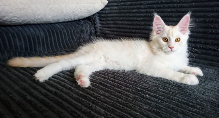 Starlet Szandra maine coon kislány