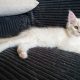 Starlet Szandra maine coon kislány
