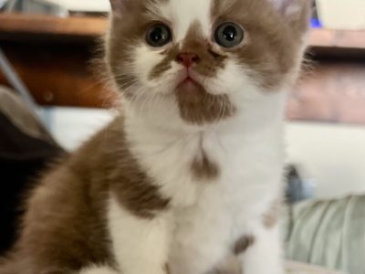 Cinnamon bicolor kandúr