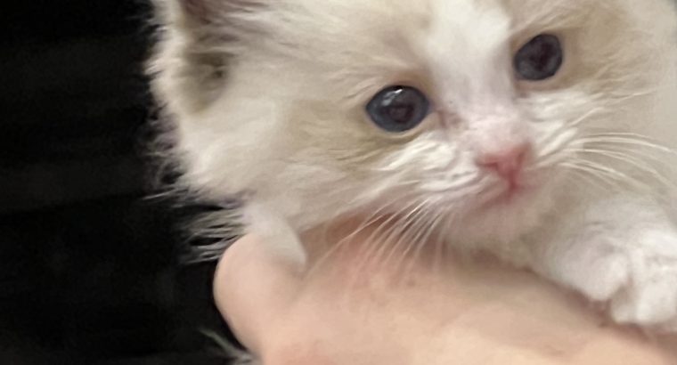 Ragdoll kiscica