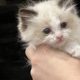 Ragdoll kiscica