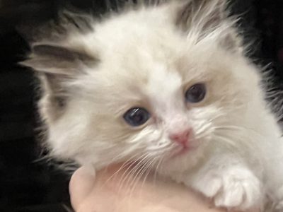 Ragdoll kiscica