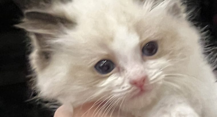 Ragdoll kiscica