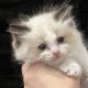 Ragdoll kiscica