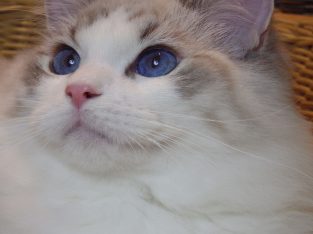 😍😍Iowa Ragdoll cica! 😍😍