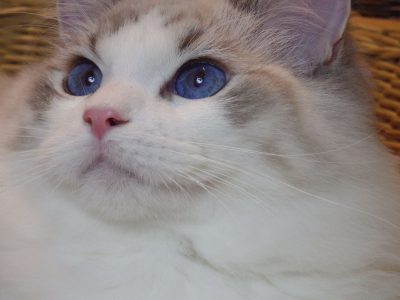 😍😍Iowa Ragdoll cica! 😍😍