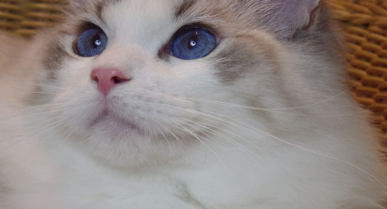 😍😍Iowa Ragdoll cica! 😍😍