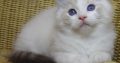 😍Iowa ragdoll cica!