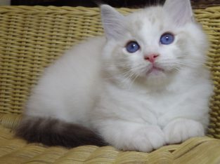 😍Iowa ragdoll cica!