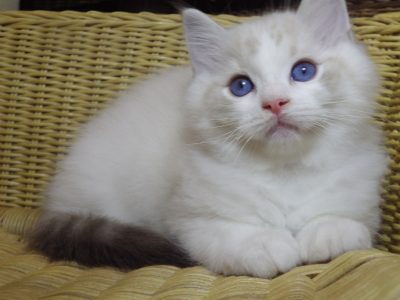 😍Iowa ragdoll cica!