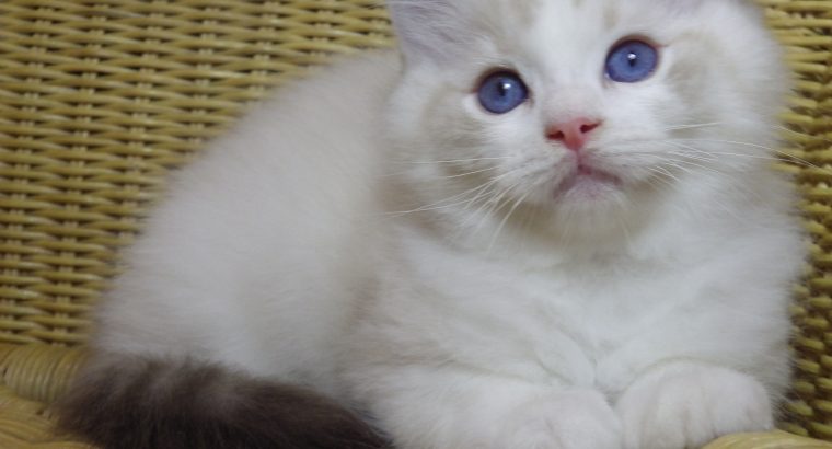 😍Iowa ragdoll cica!