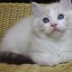 😍Iowa ragdoll cica!