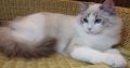 😍😍Iowa Ragdoll cica! 😍😍