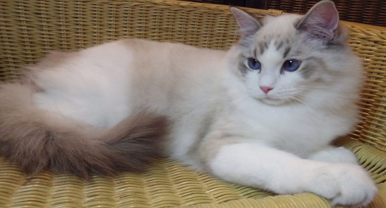 😍😍Iowa Ragdoll cica! 😍😍