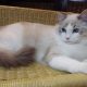 😍😍Iowa Ragdoll cica! 😍😍