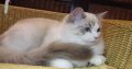 😍😍Iowa Ragdoll cica! 😍😍