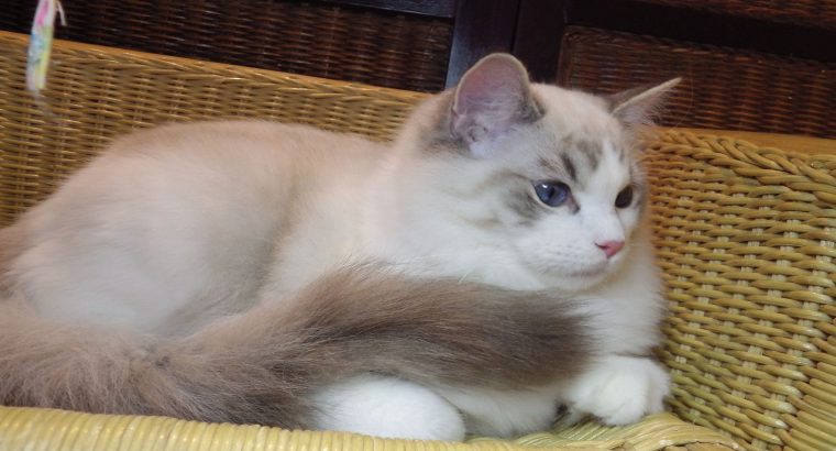 😍😍Iowa Ragdoll cica! 😍😍