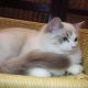 😍😍Iowa Ragdoll cica! 😍😍